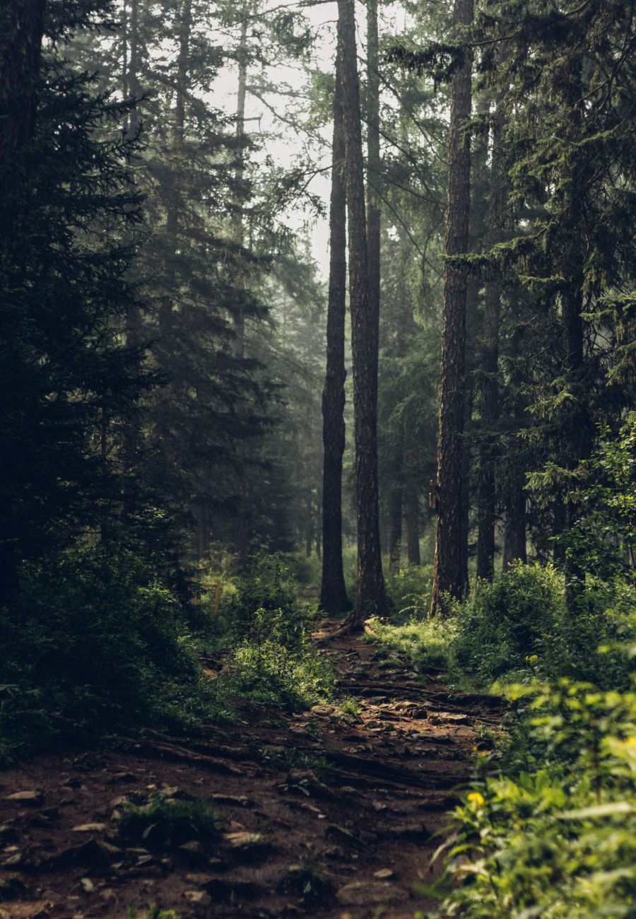 Rohstoff Holz aus nachhaltiger Waldbewirtschaftung