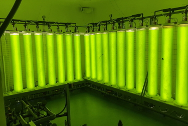 Rohr für Algenzucht-Photobioreaktor