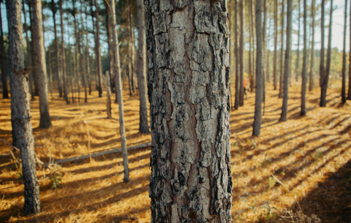 Sustainable wood sourcing