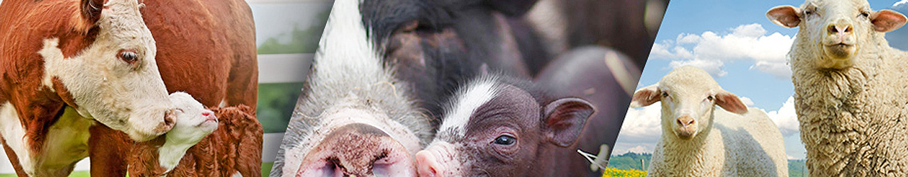 Tiere in der landwirtschaftlichen Nutztierhaltung