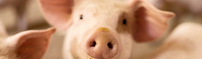 Futtermittel für die Schweinehaltung