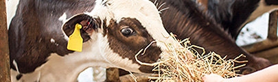 Futtermittel für die Rinderhaltung