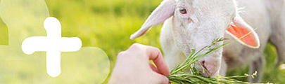 Futtermittel für Schaf- und Pferdehaltung