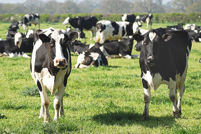 Produkte für die Tiermedizin