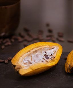 Kakaofrucht mit Kakaobohnen