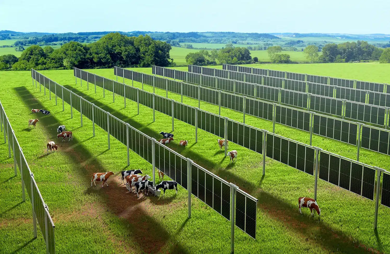 Weidelandhaltung mit VeCon Vertical Agri-PV