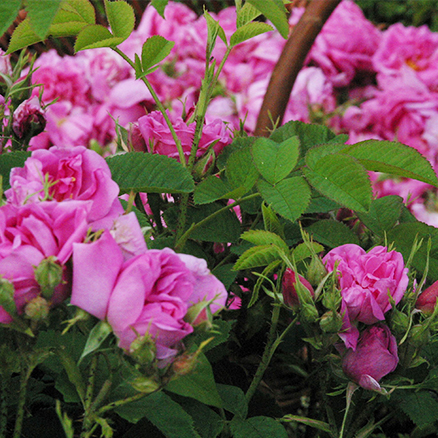 Rosen aus eigenem Anbau