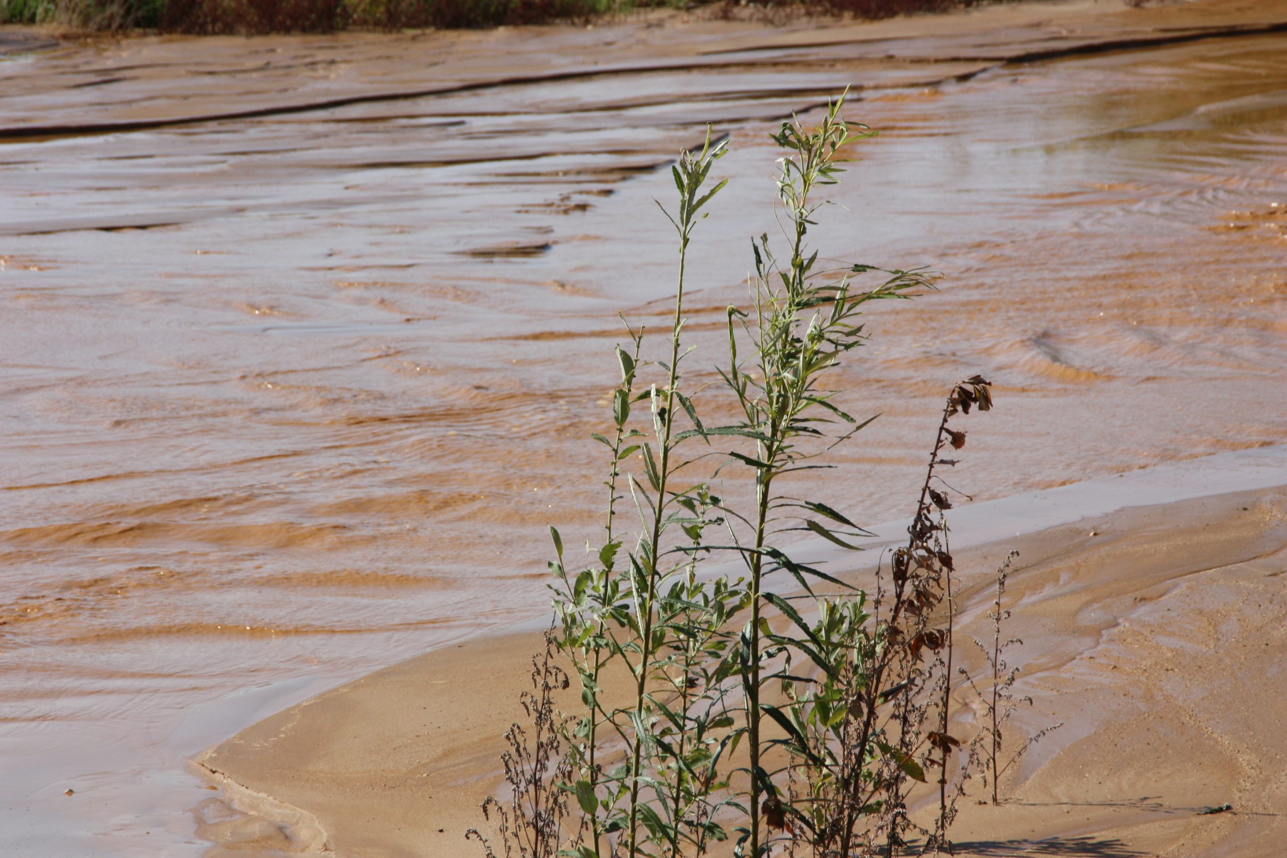 Gewaschener Sand 0/2 (EN 12620)