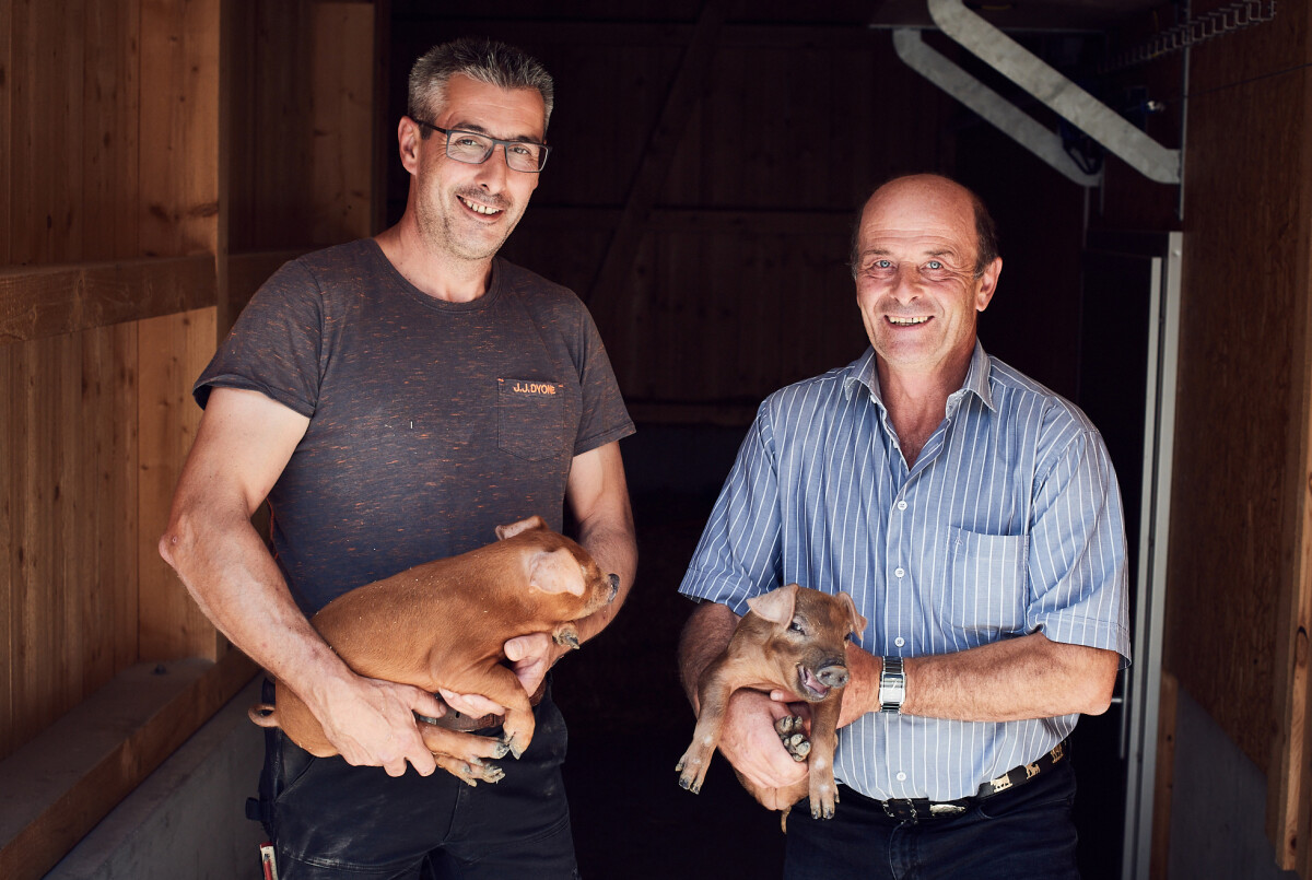 Duroc-Schweine aus regionaler Zucht