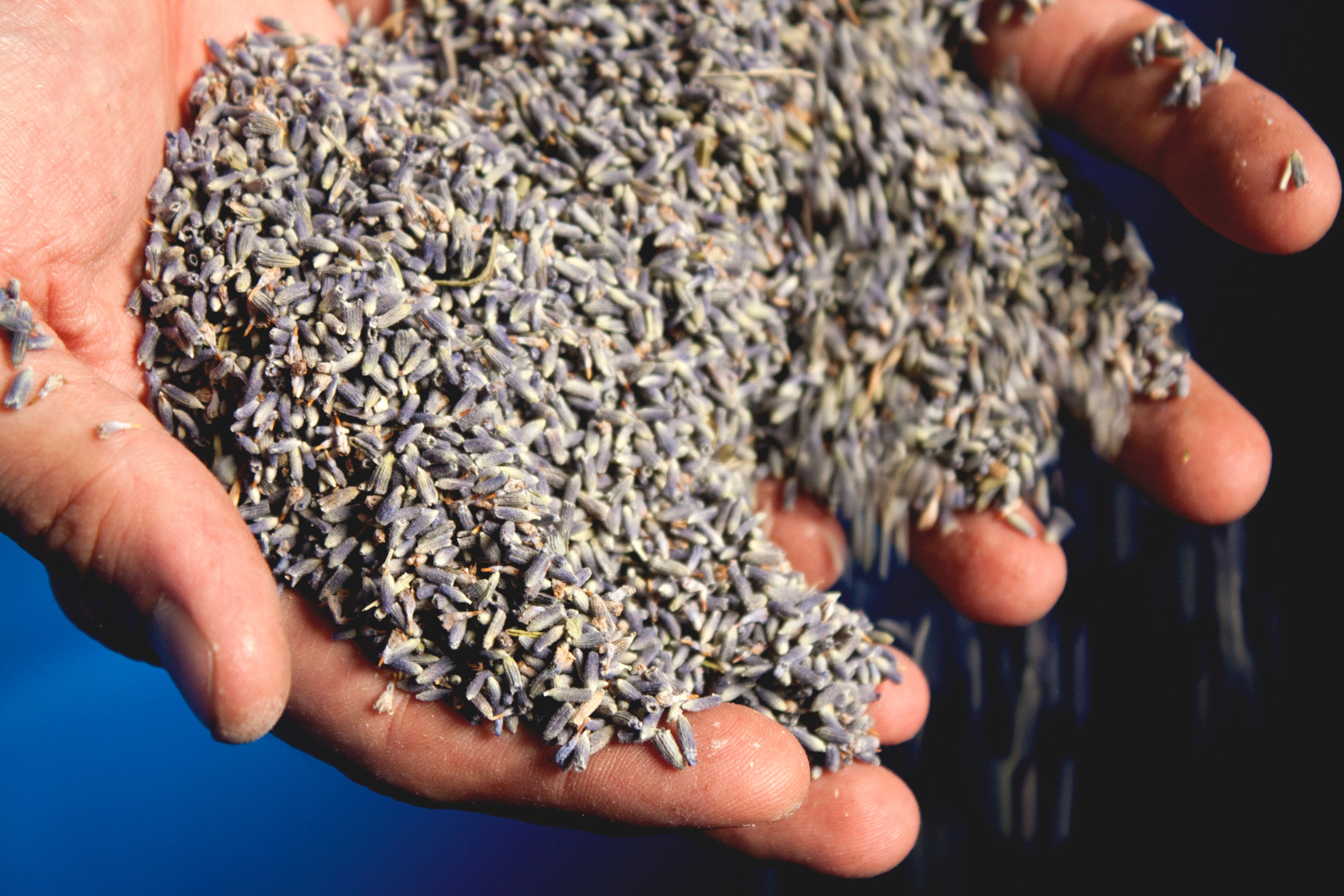 Handarbeit in der Manufaktur: Blüten für die Seifenherstellung