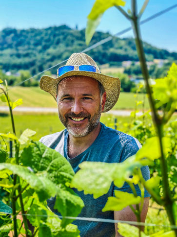 Rebberg Untersiggenthal