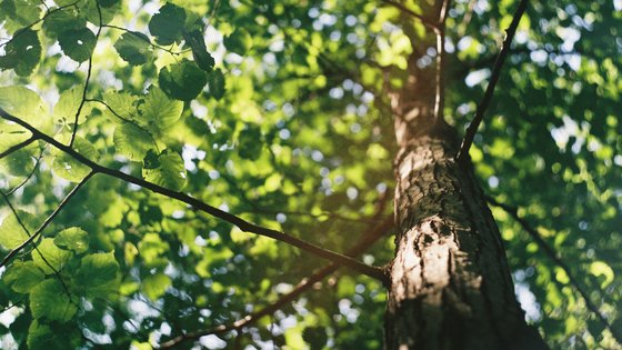 Nachhaltigkeit am Standort Brakel