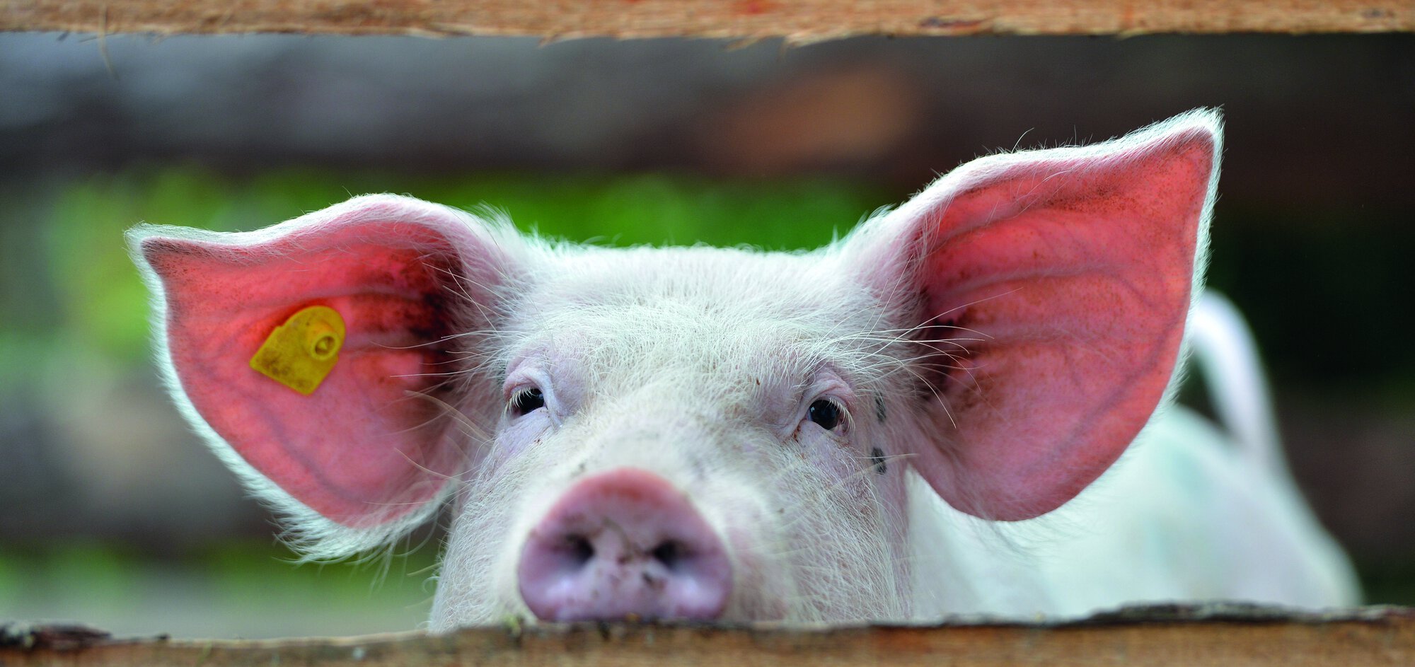 Veterinärmedizin: Anwendung bei Schwein