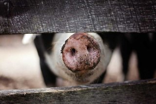 Schweinefutter