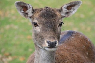 Wildfutter
