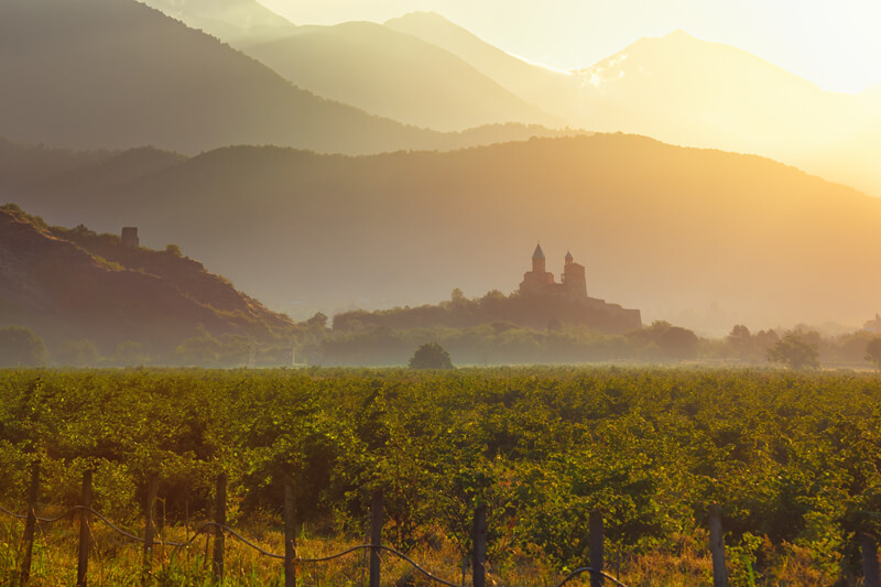 Weinberge
