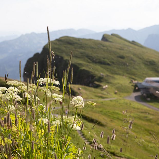 Alpenflora und Wildblumen am Diedamskopf