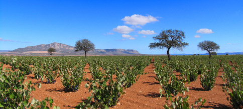 Weinberg Finca Los Timonares