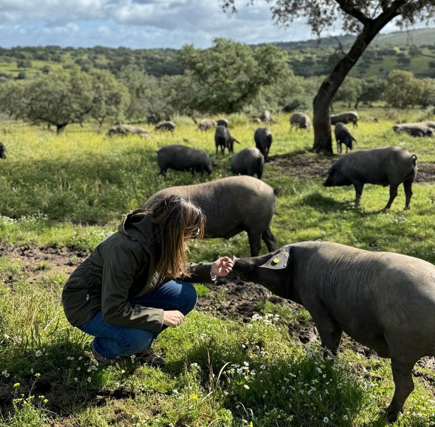 Iberische Schweine in der Dehesa