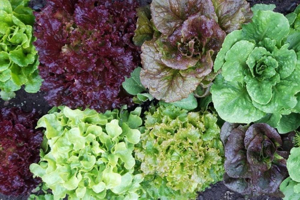 Mehltautolerante Salatsorten (Mit vereinten Gärten)