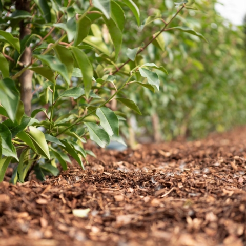 Ländle Erde / Rindenmulch