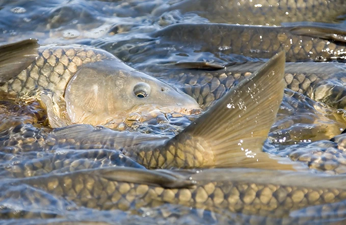 Karpfenfutter