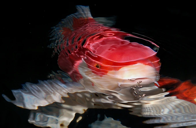 Koi-Futter
