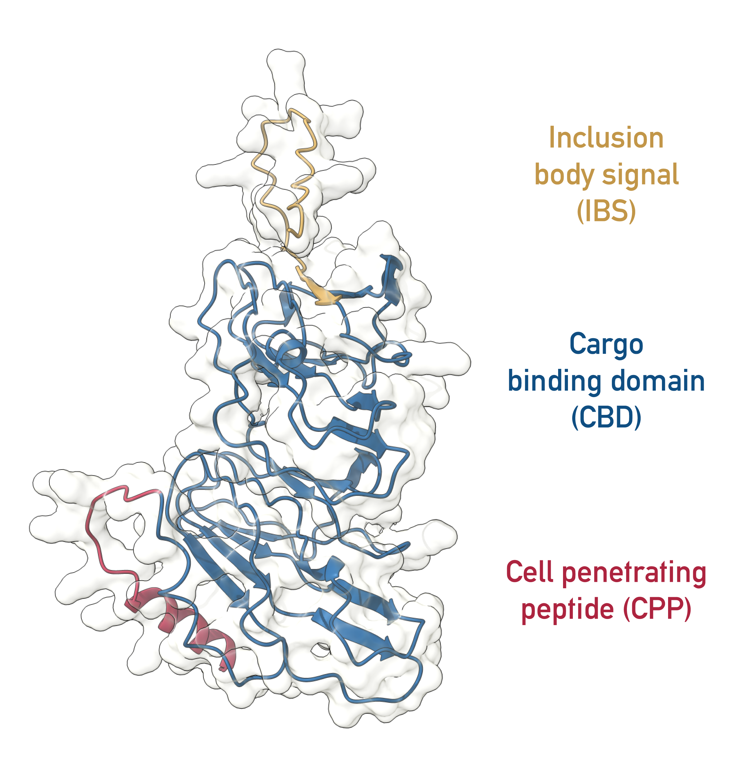 BPP Bioportide™ Molekülmodell