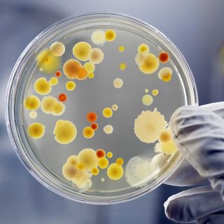 Mikrobiologische Prüfung
