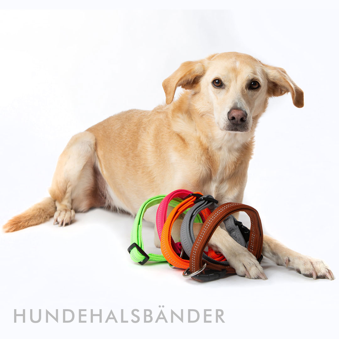 Hundehalsbänder
