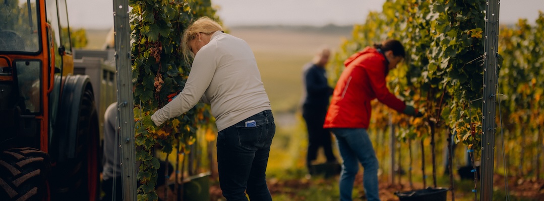 Weingut Gehring – Fertigung
