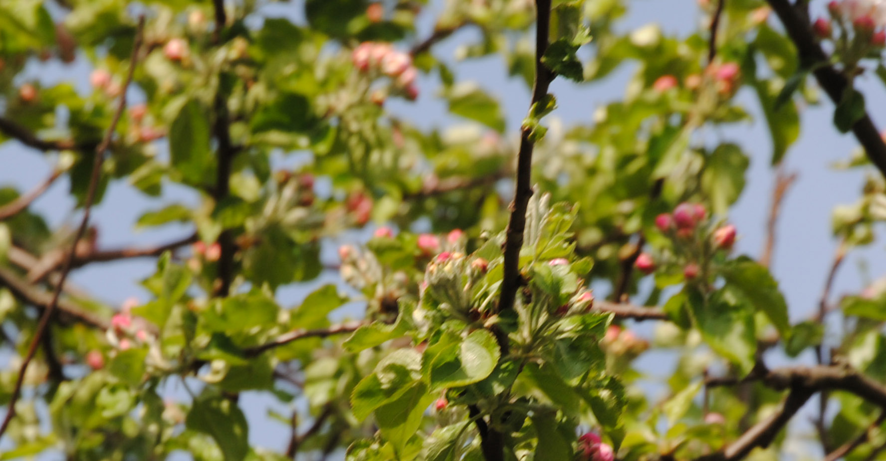 Wernicke Fruchtsaft – Fertigung