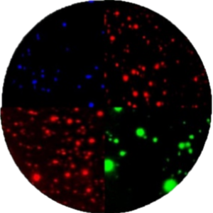 Fluorospot-Auswertung