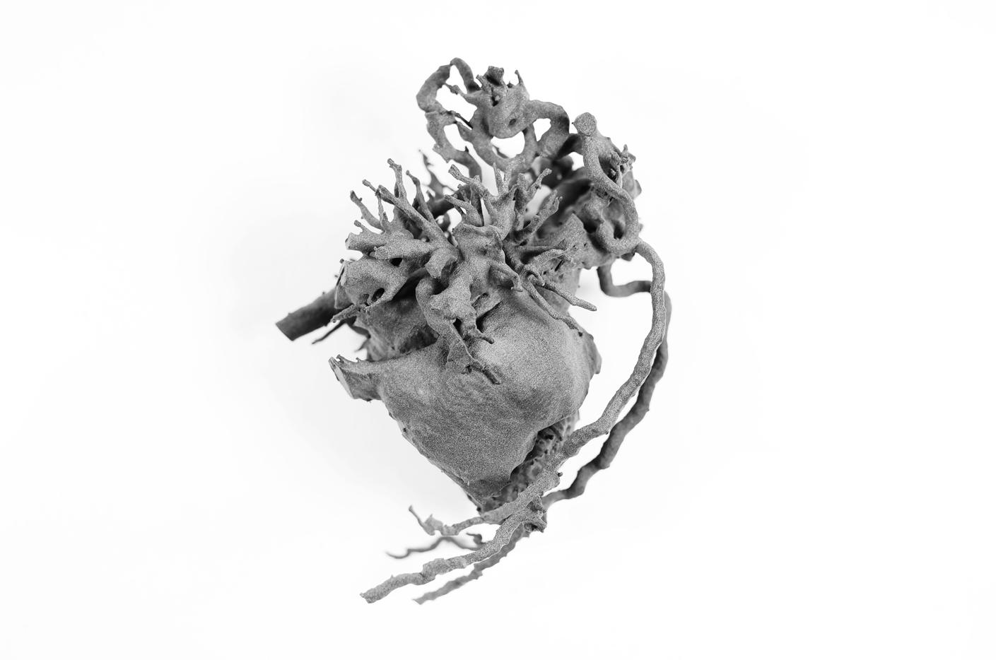 Anatomisches Herz-Modell