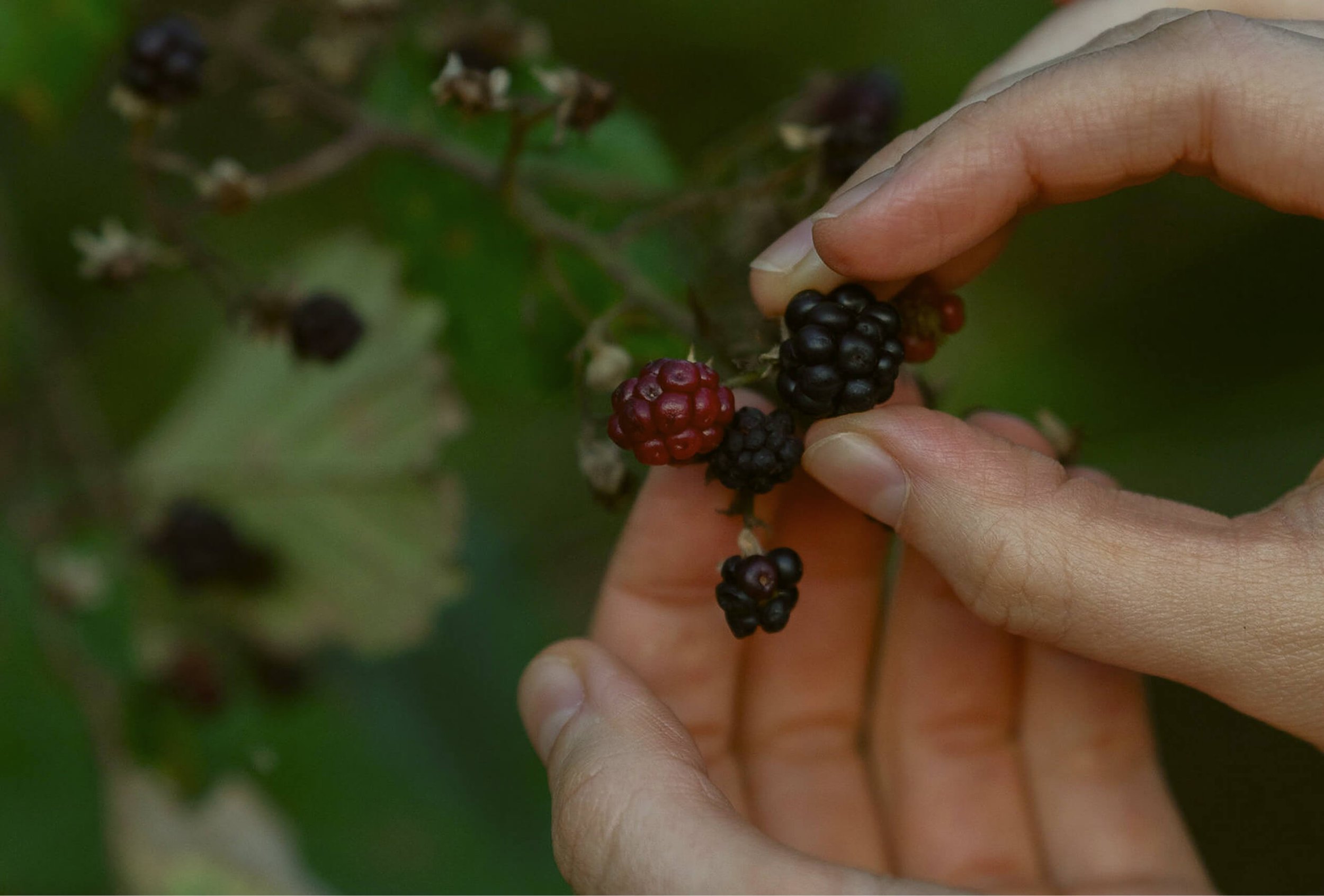 Heilpflanzen und Beeren