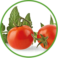 Tomate – Schlüsselkultur