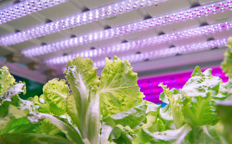 LED-Wachstumsleuchten für Gewächshäuser