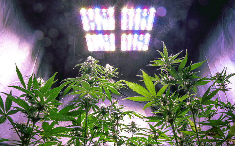 LED-Wachstumsleuchten für Innenräume