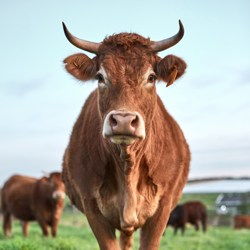 Salz in der Tierfütterung