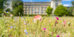 Leipzig/Halle airport grounds with flowering meadow and aircraft
