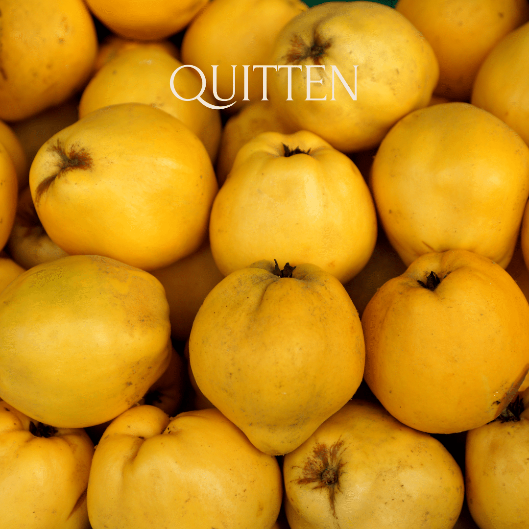 Nur Quitten – Rohstoff für den Quittenbrand
