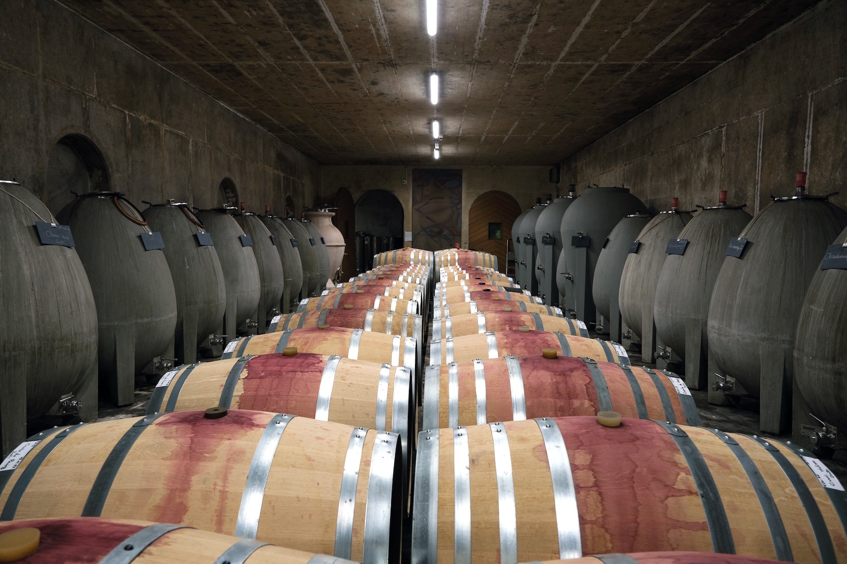 Besichtigung von Weinberg und Kellerei