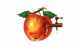 Apfel – Grundlage der Kelterei