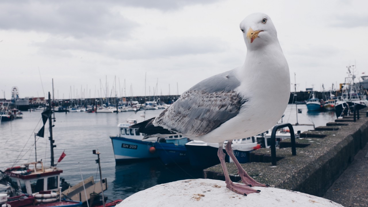 BirdBoggle im Einsatz