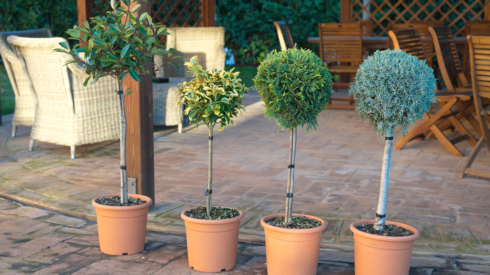 Garden design – plants and garden supplies