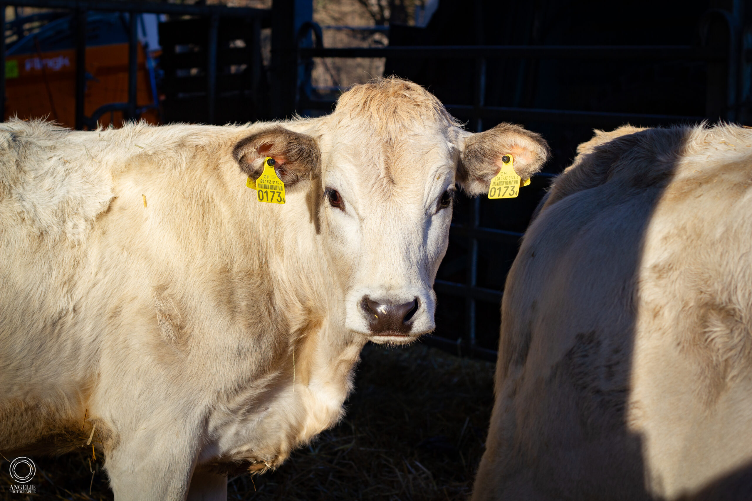 Fleisch- und Milchprodukte