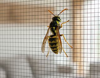 Tierfreundlicher Schutz vor Wespen