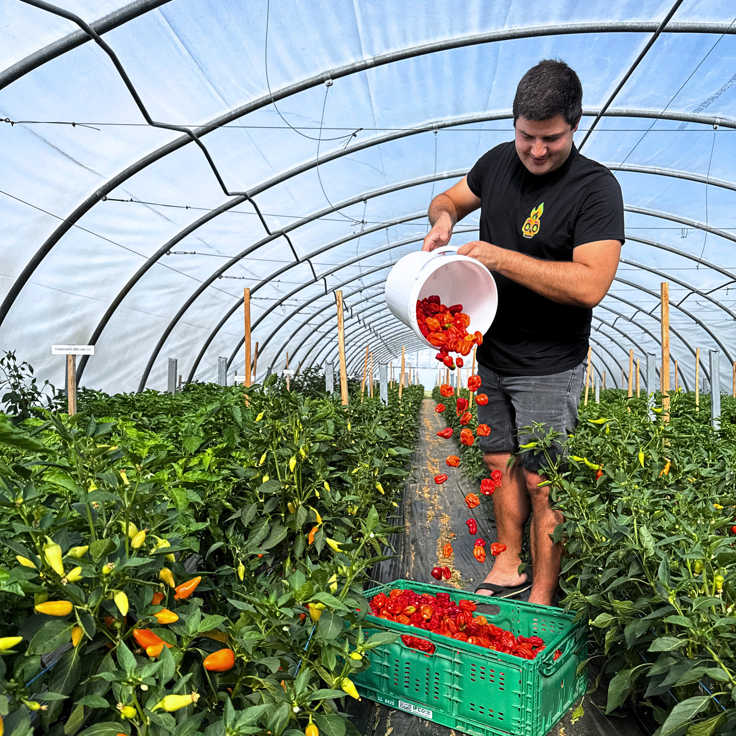 Chiliernte im Folientunnel