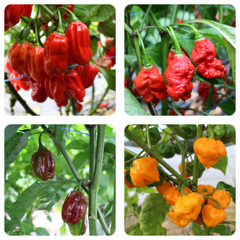 Chilijungpflanzen
