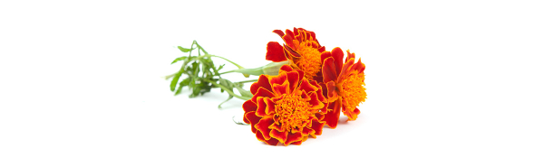 Carotinoide, Fettsäuren & Lipide